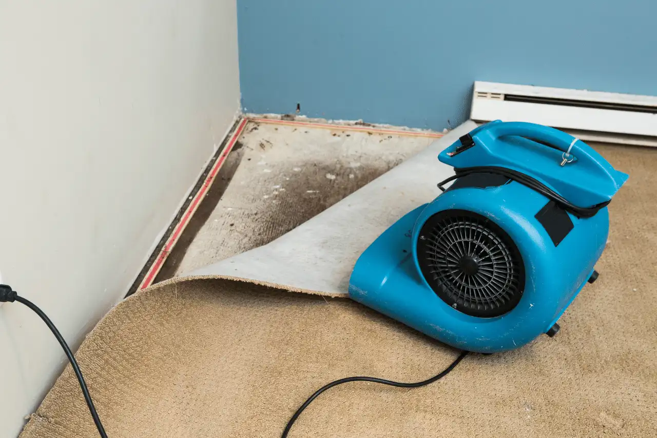 A blue fan is drying a section of carpet pulled back from the wall, revealing mold and water damage underneath near a heater—a typical scene handled by a professional Calgary Restoration Company.