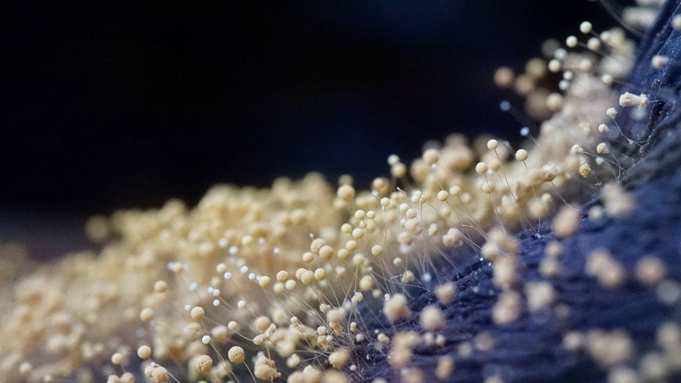 Close-up of fungal growth against a dark background